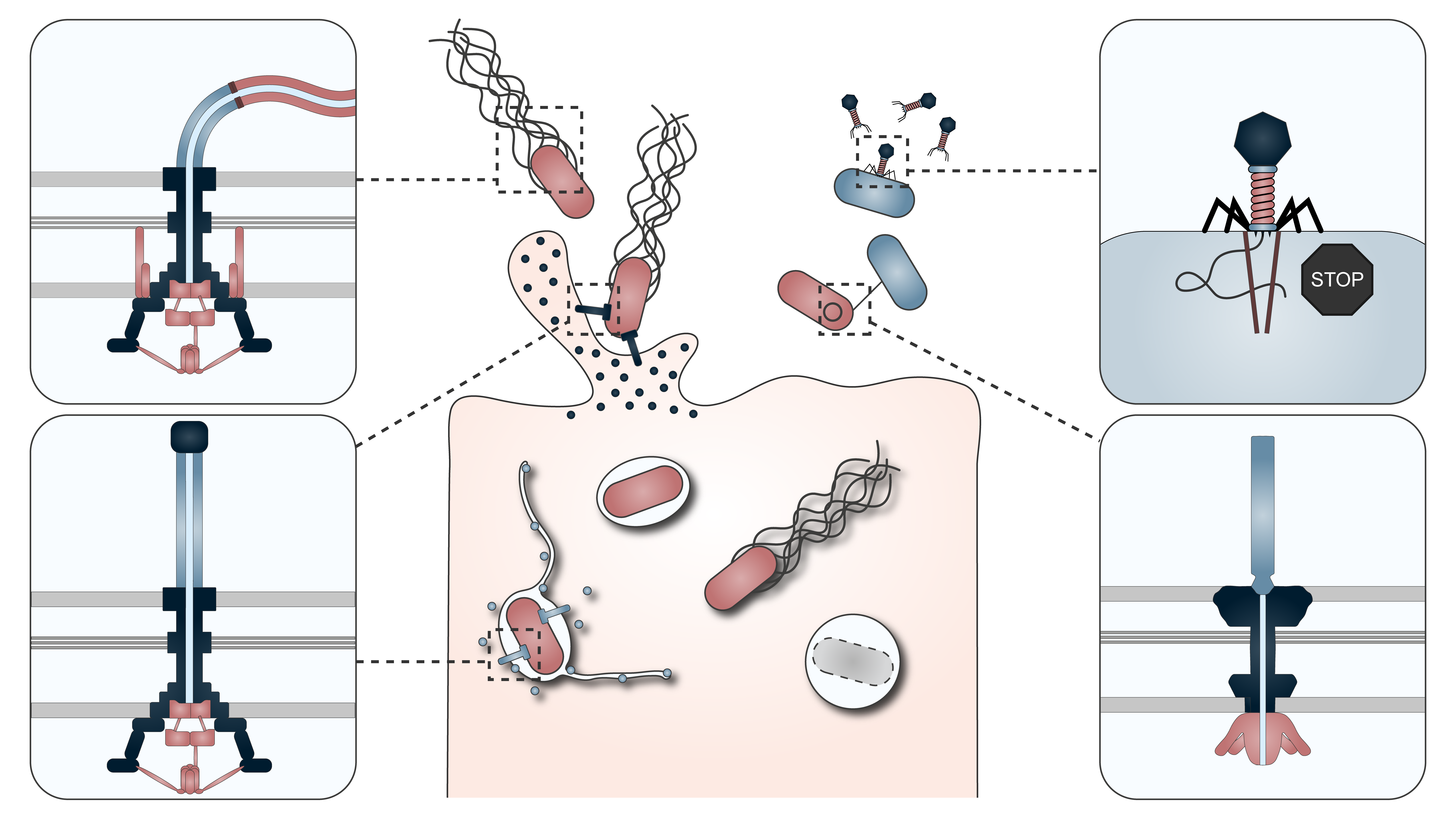 Schematic intestinal colonization